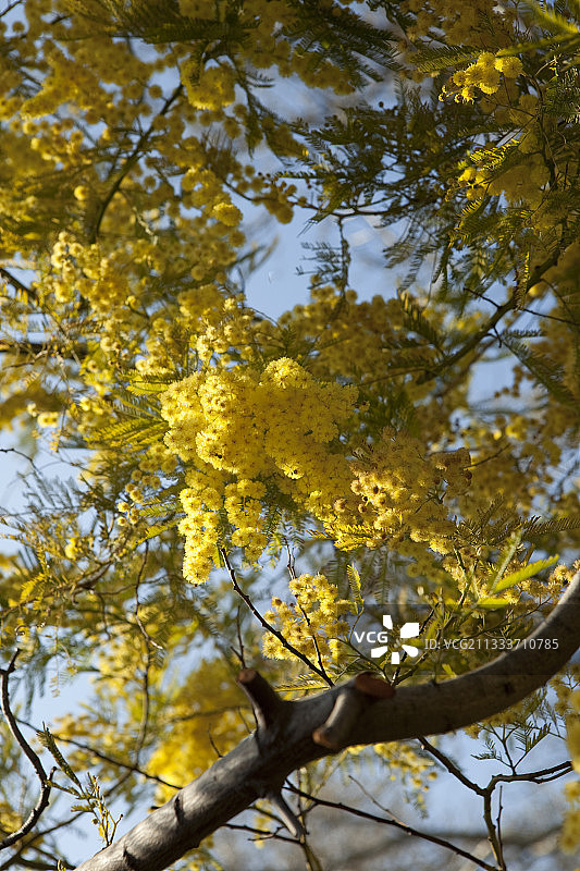 马赛阿伊加拉德斯花园中的含羞草花图片素材