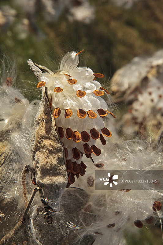 帝王蝶寄主植物图片素材