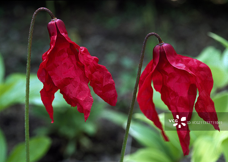 花园中盛开的绿绒蒿图片素材