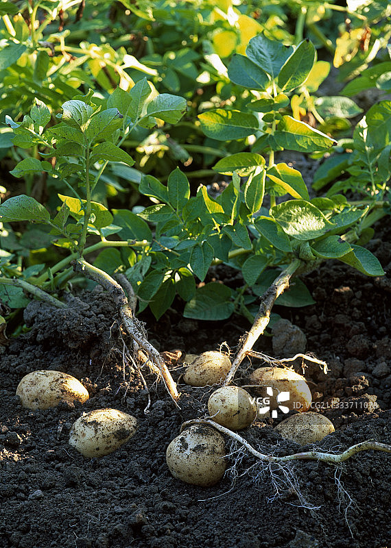 厨房花园里的“蒙娜丽莎”土豆采摘图片素材