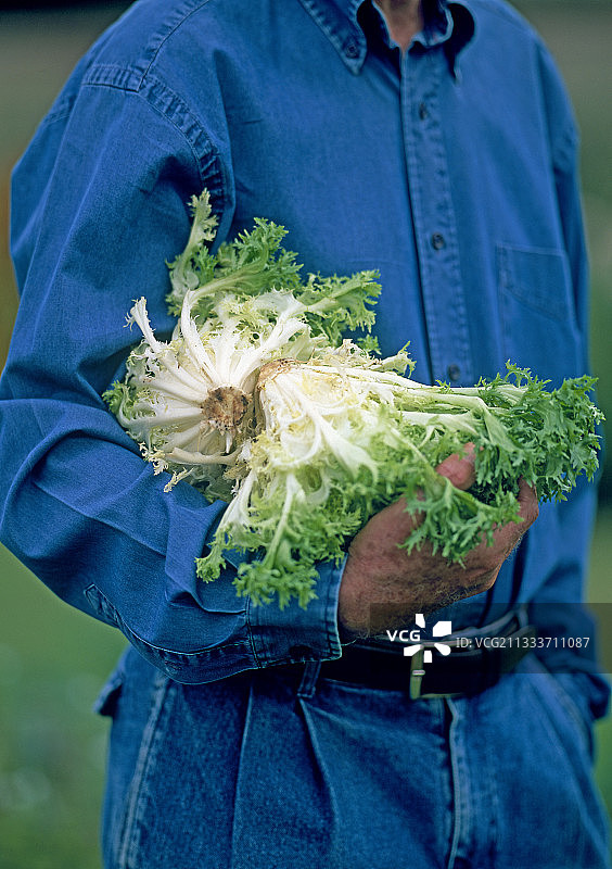 厨房花园里的菊苣丰收图片素材