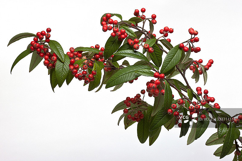 白色背景上的栒子果实树枝图片素材