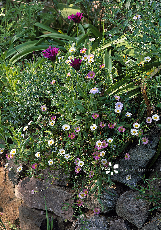 花园里盛开的雏菊图片素材