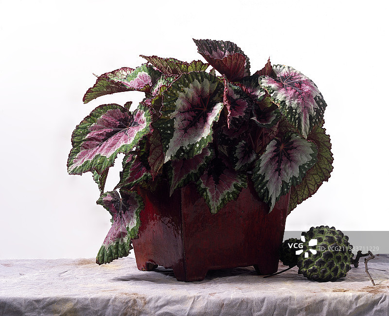 盆栽 Rex 秋海棠图片素材