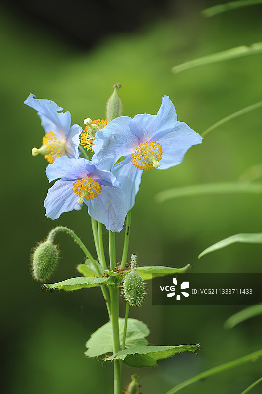 盛开的喜马拉雅蓝罂粟图片素材