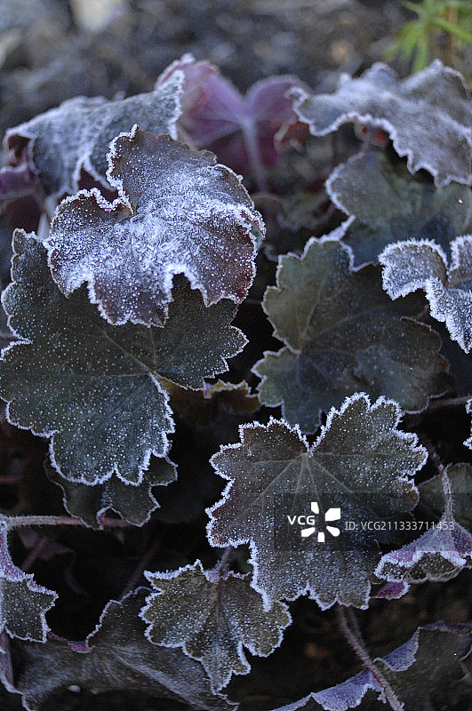 秋季花园中凝胶下的血见愁图片素材