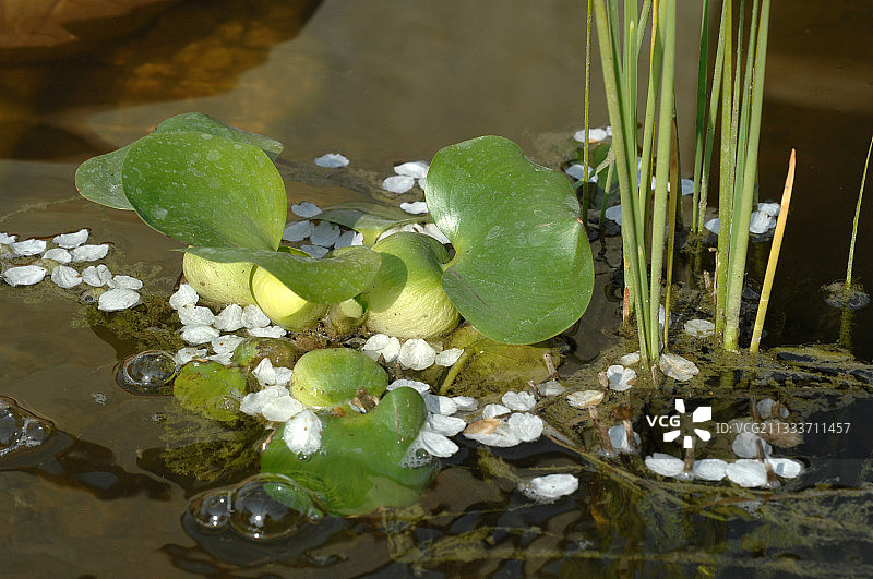 池塘中的凤眼蓝与樱花图片素材