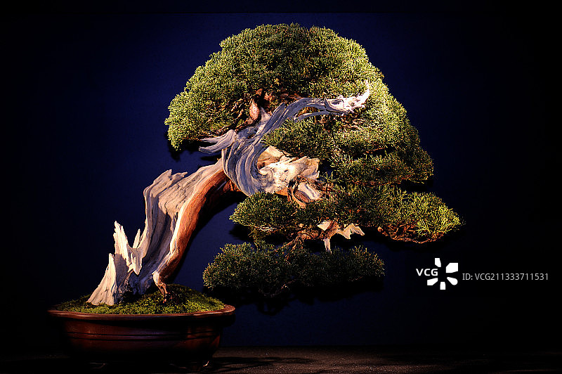 欧洲盆景展：花卉植物活动中的树木图片素材