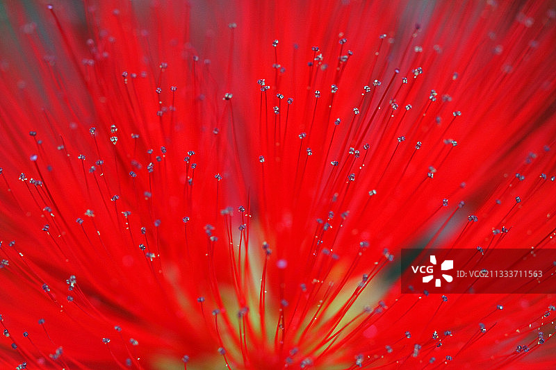 法国植物园小球花特写图片素材