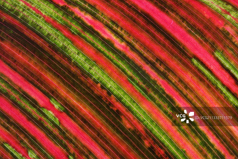 法国瓦尔省植物园的美人蕉叶图片素材