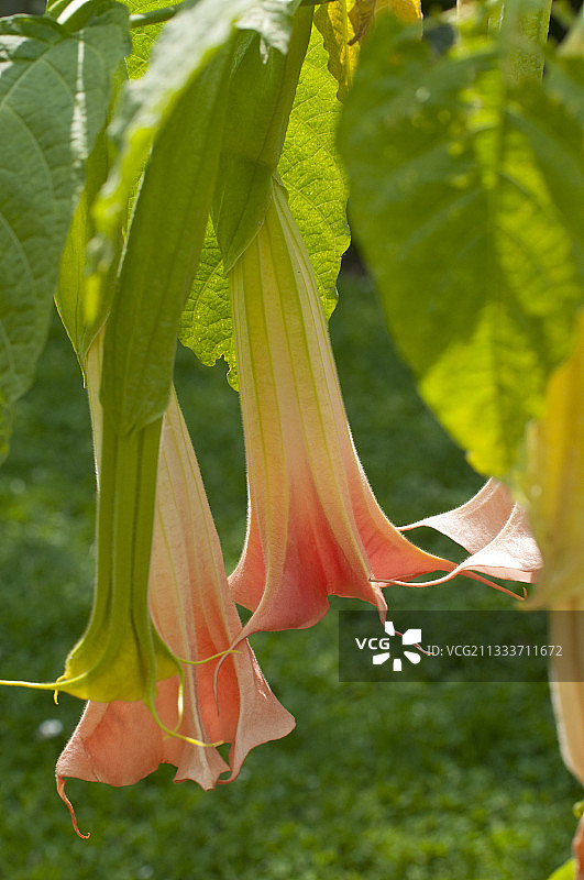花园里盛开的曼陀罗花图片素材