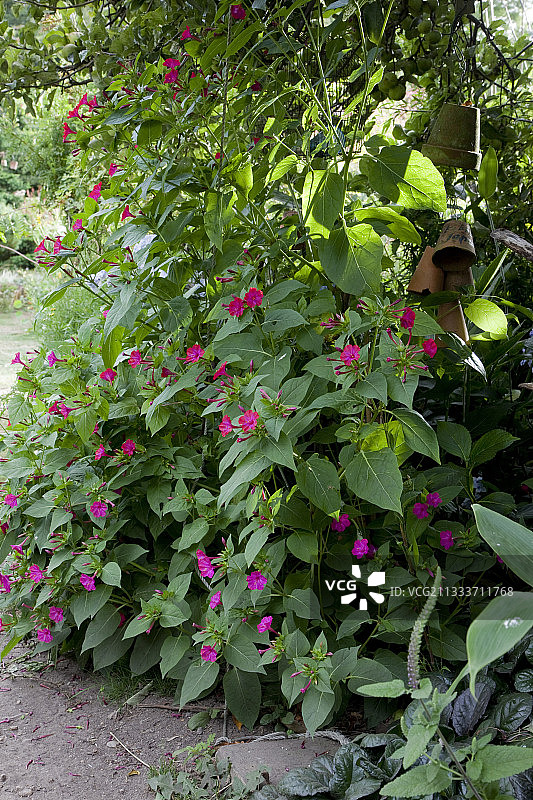 有机花园中盛开的紫茉莉图片素材