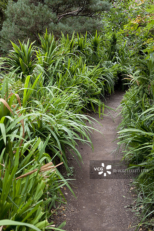 有机花园唐菖蒲小路图片素材