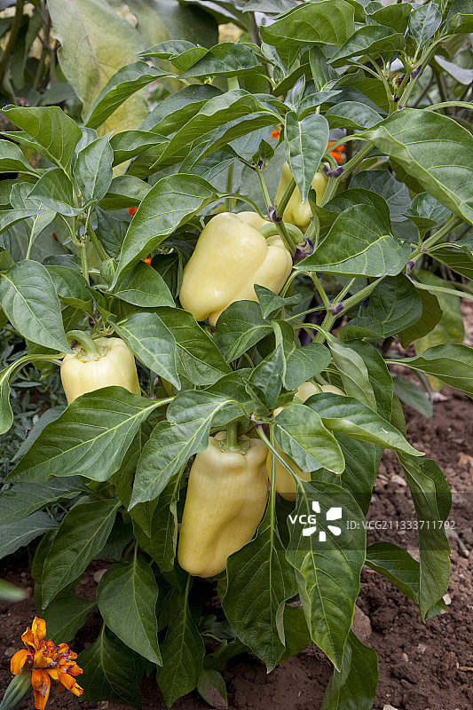 厨房菜园中的“科尔内托罗利帕里”辣椒图片素材