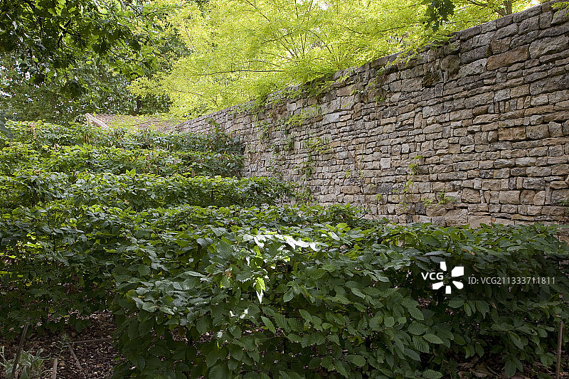 花园中的石墙和角树篱笆图片素材