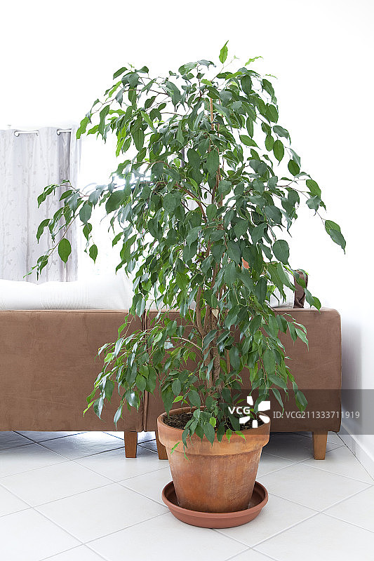 客厅里的榕树图片素材