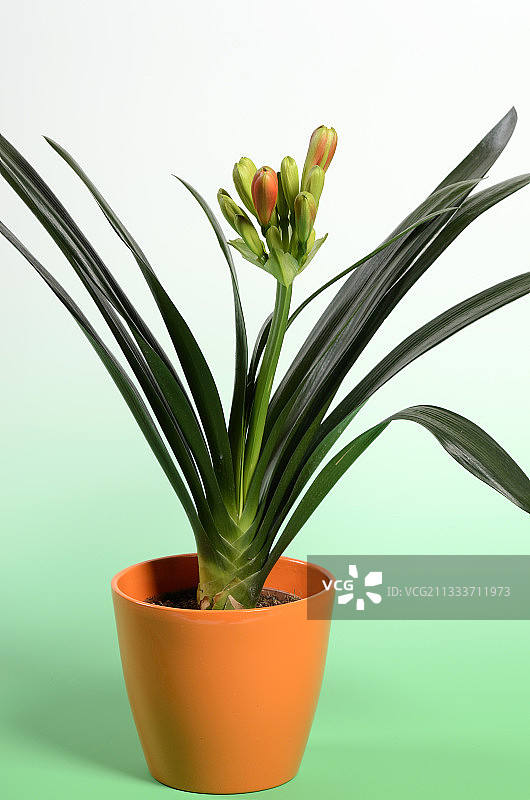 橙色盆栽中盛开的君子兰图片素材
