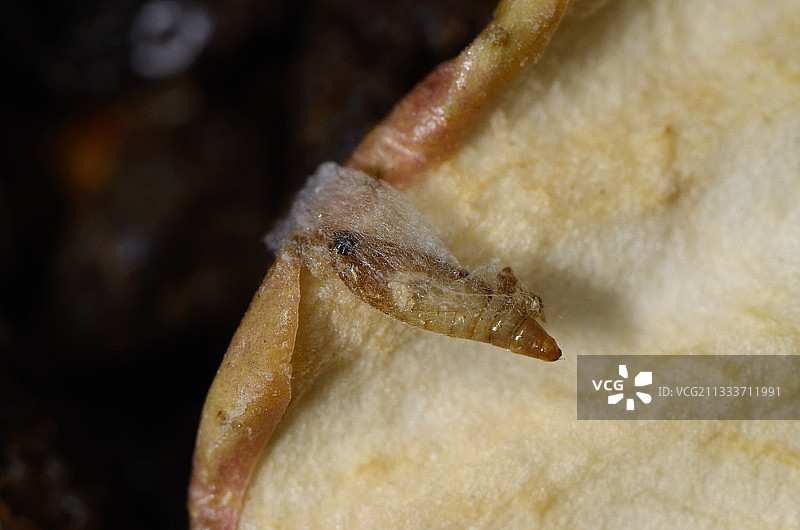 厨房橱柜袋装干果上的热带鳞翅目昆虫图片素材