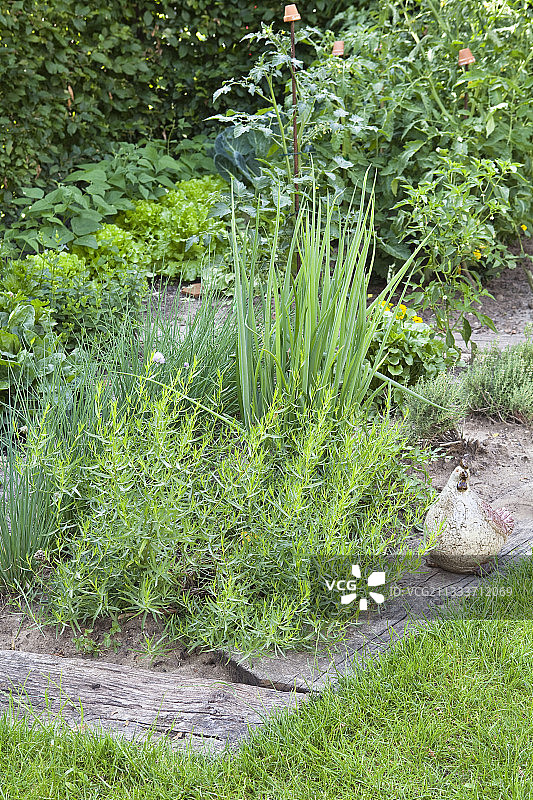 芳香植物园图片素材