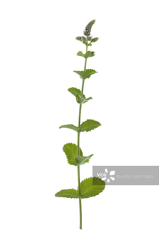 工作室内的苹果薄荷图片素材