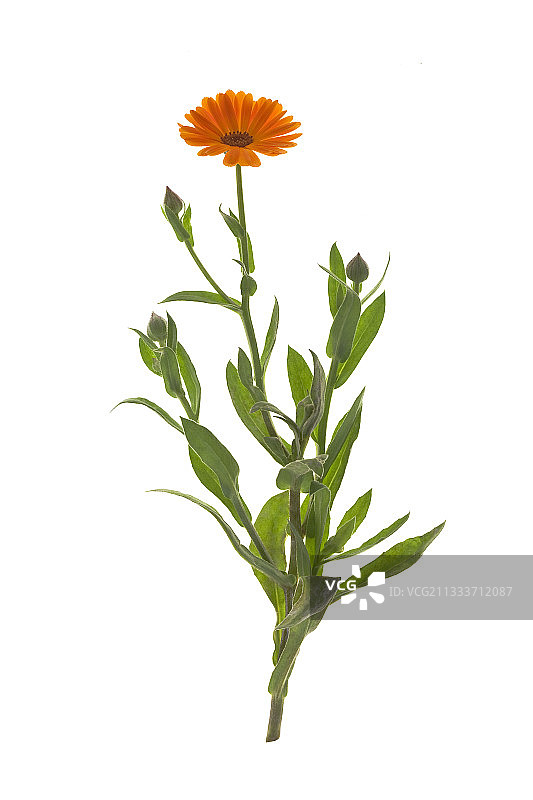 工作室里的万寿菊花图片素材