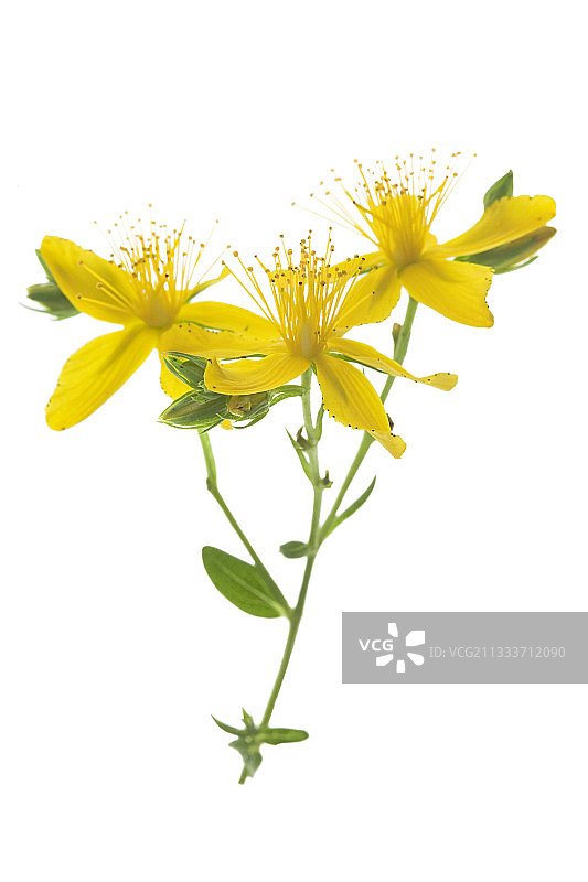 贯叶连翘花特写图片素材