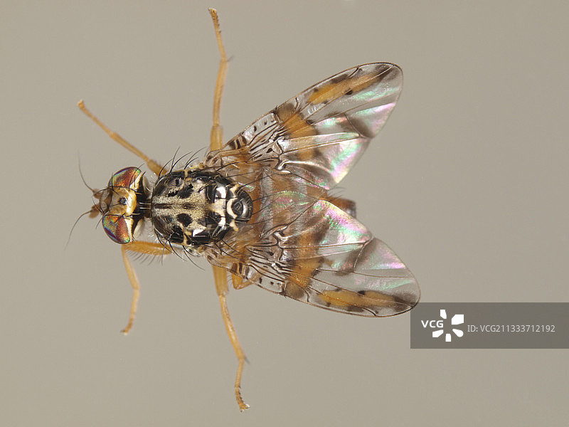 果皮下的成虫和果肉中的幼虫：入侵地中海盆地的非洲物种图片素材