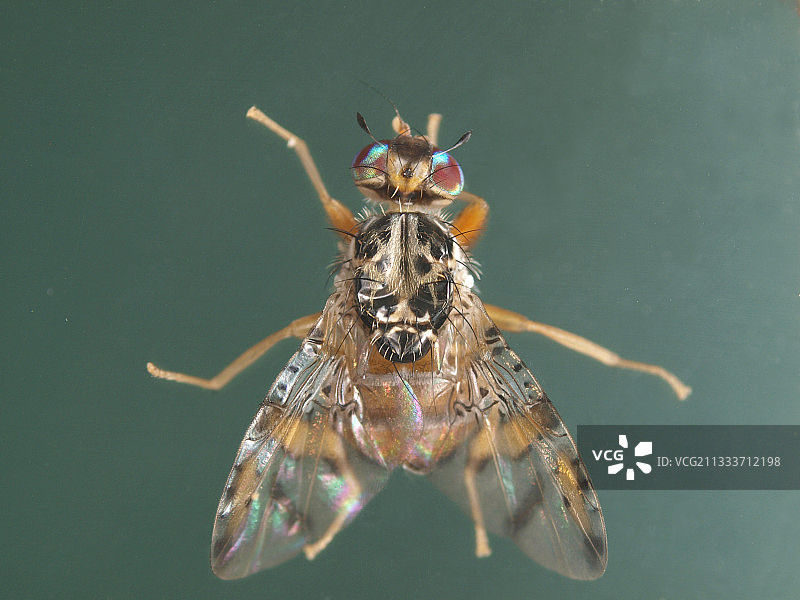 果皮下的成虫和果肉中的幼虫：入侵地中海盆地的非洲物种图片素材