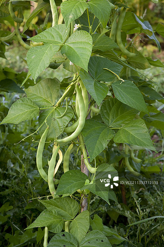 有机菜园子里的“希尔达”菜豆图片素材
