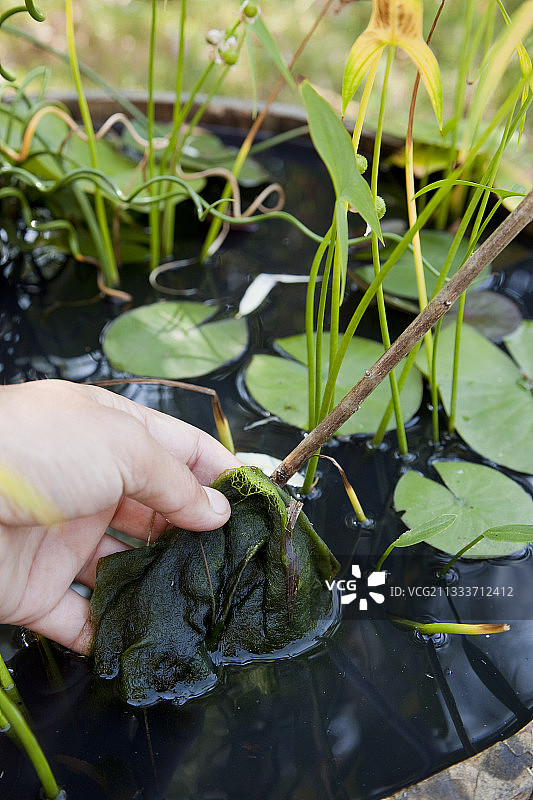 花园池塘中的绿色藻类图片素材