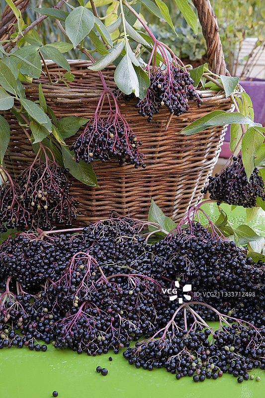 花园里的黑接骨木丰收图片素材