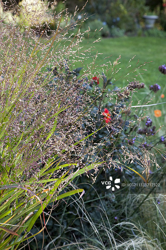 花园里的旧开关和黍草图片素材