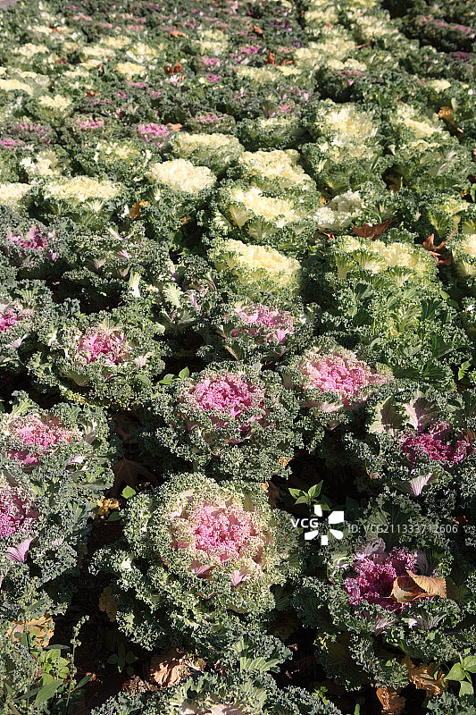 伊朗伊斯法罕公共公园的观赏卷心菜图片素材