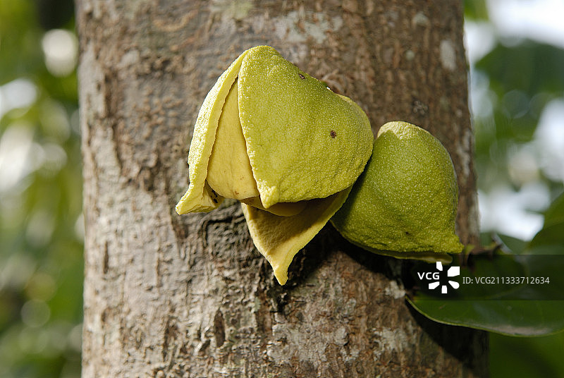 新喀里多尼亚树干上的刺果番荔枝树花图片素材