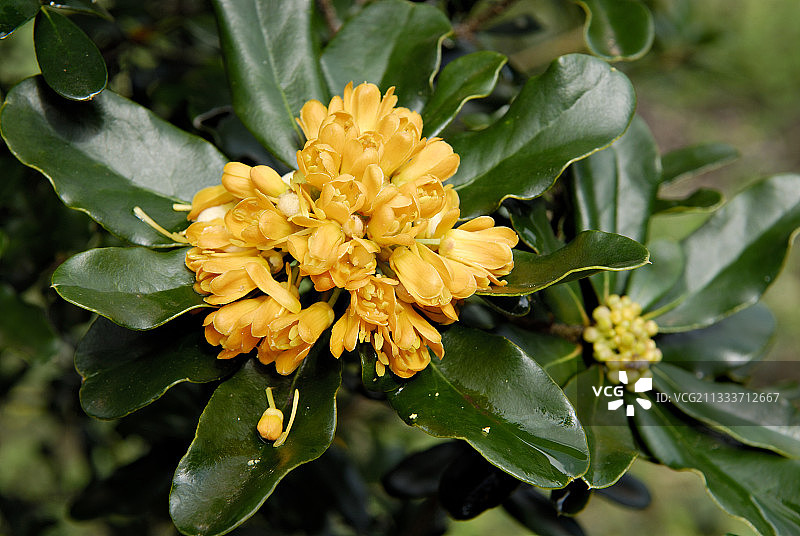 勒普雷杜尔岛野生动植物，努美阿动植物园重新种植图片素材