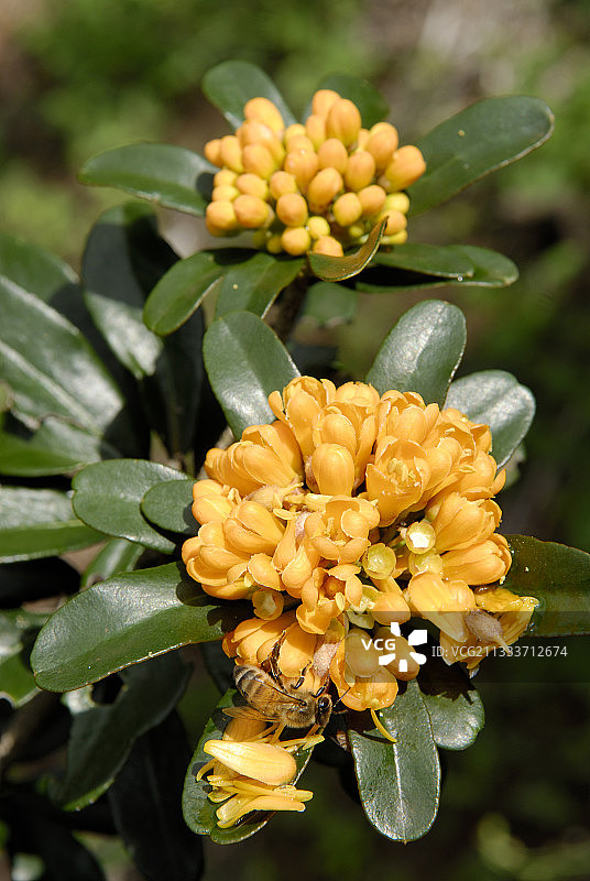 勒普雷杜尔岛野生动植物，努美阿动植物园重新种植图片素材