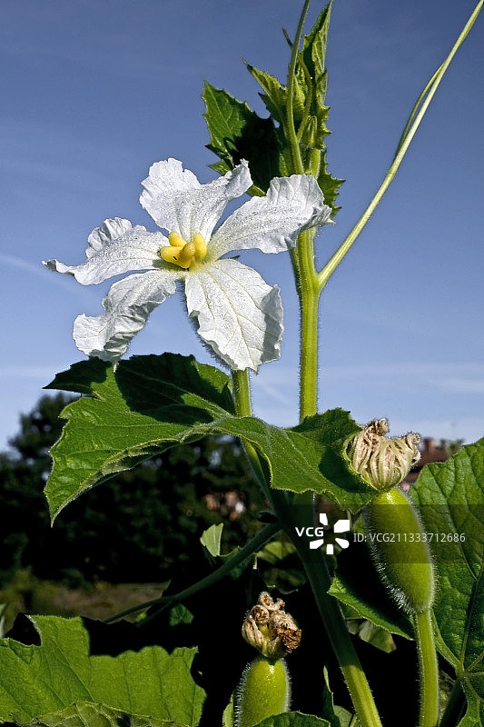 菜园里开花的丝瓜图片素材