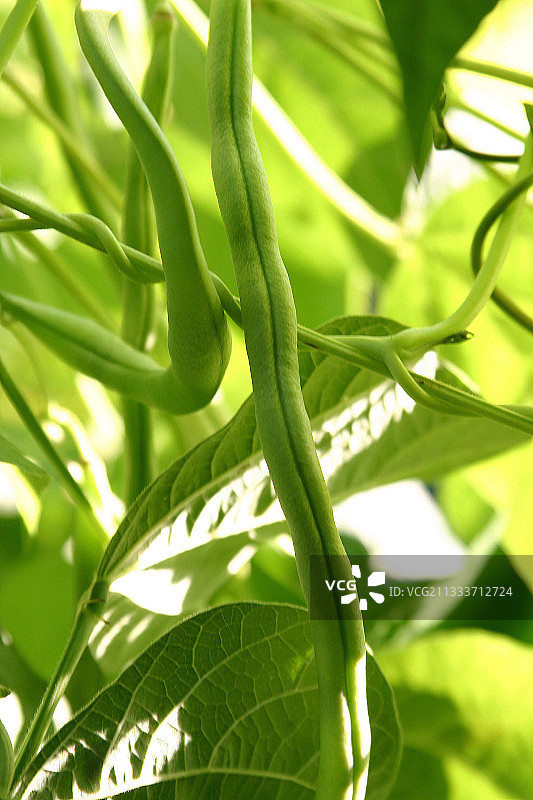 菜园里的四季豆图片素材