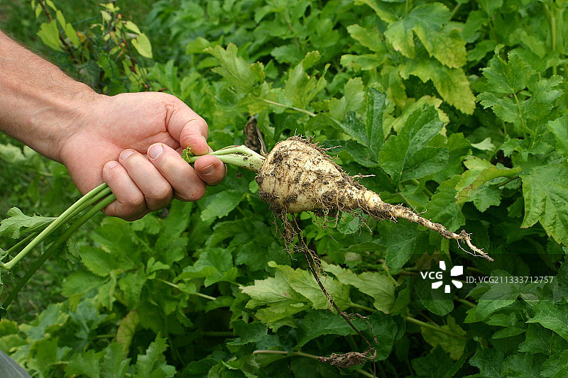 厨房花园中的欧洲防风草图片素材
