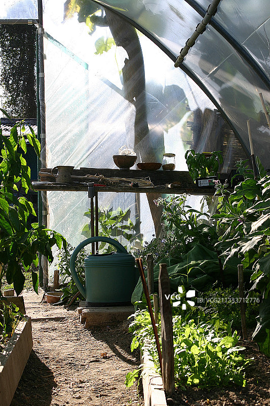 温室中的芳香植物图片素材