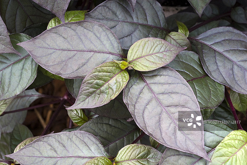 紫叶喜旱莲图片素材