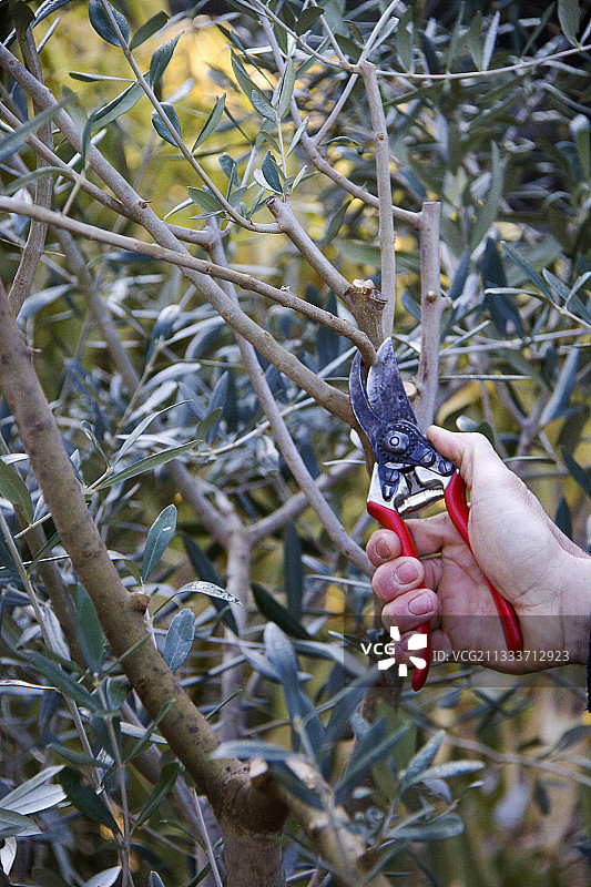 园丁用红色手柄的修枝剪修剪橄榄树图片素材