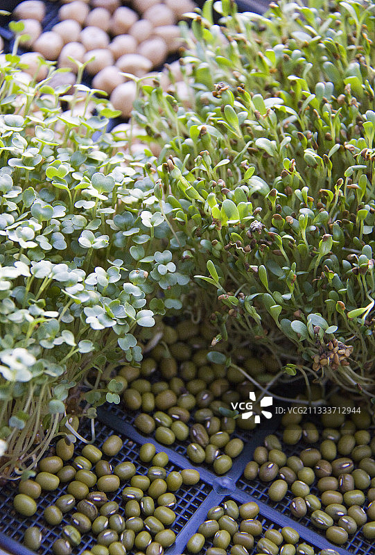 带有种子的发芽托盘图片素材