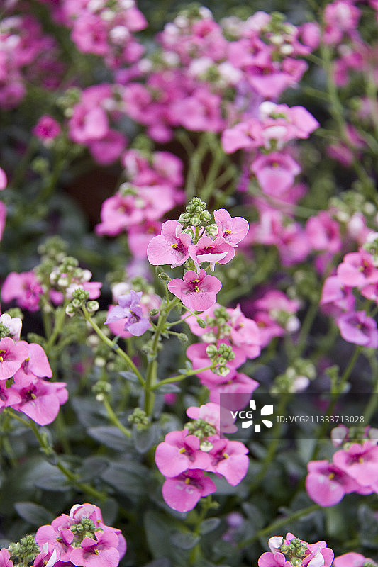 Diascia Antique Rose图片素材
