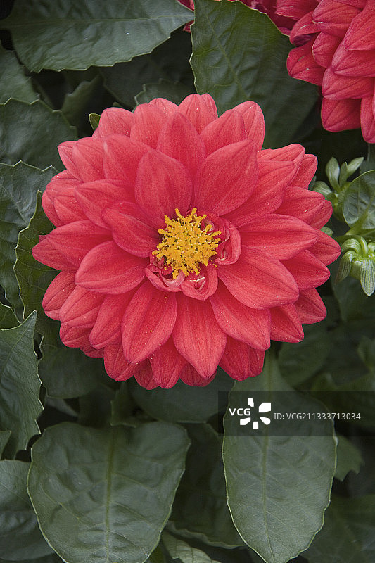 红色大丽花“Dalina Maxi Topia”，6月图片素材