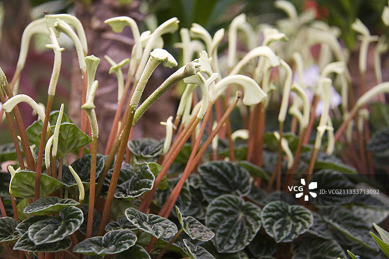 佩佩罗米亚 "莉莉安"图片素材