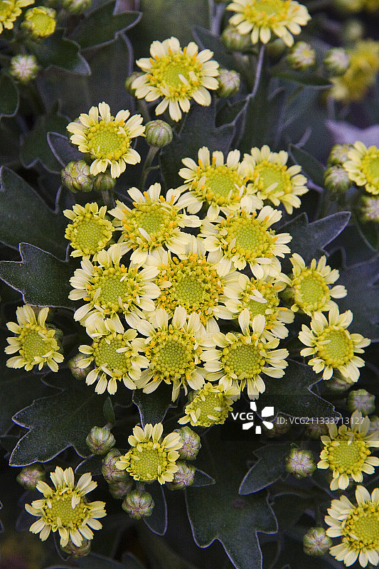 菊花，十月图片素材