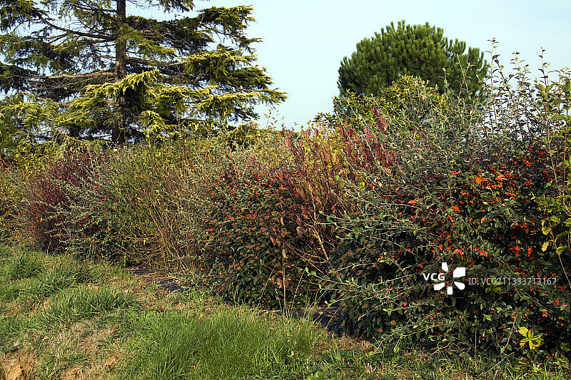 秋季的栒子、山茱萸和女贞混合树篱图片素材