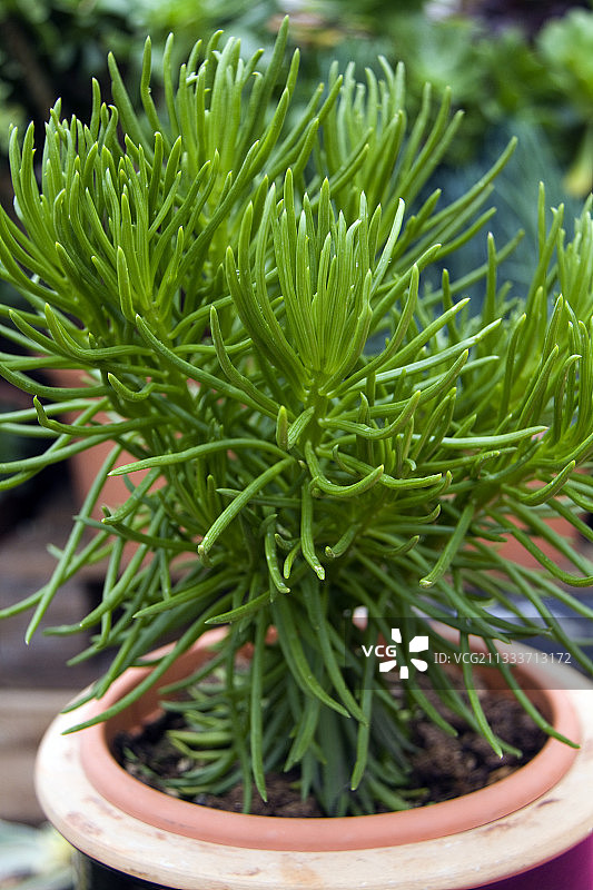 绿色多肉植物喜马拉雅图片素材