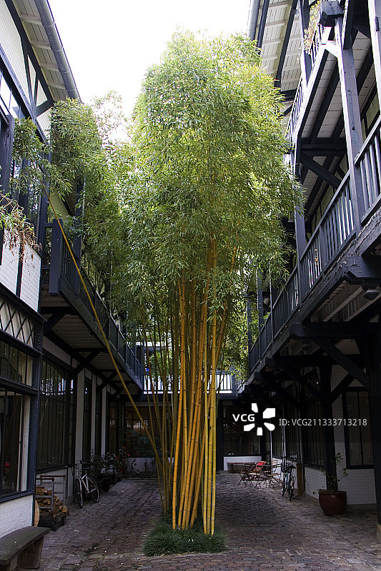 法国巴黎庭院中生长的高大竹子图片素材